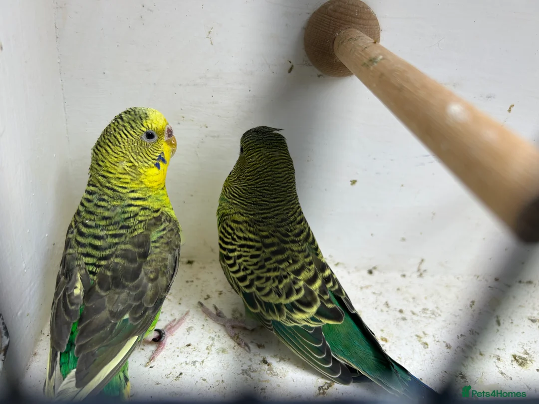 Budgerigars birds for sale: Black face with black wing split bf/bw pair  - Advert 2
