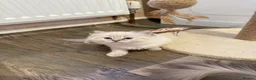 Ragdoll cats for sale: 🐾 Adorable Ragdoll  Kittens for Sale! 🐾  - Advert 6