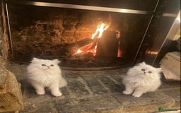 Persian cats for sale: Persian Chinchilla silver shadow 🎀🧢 - Advert 5