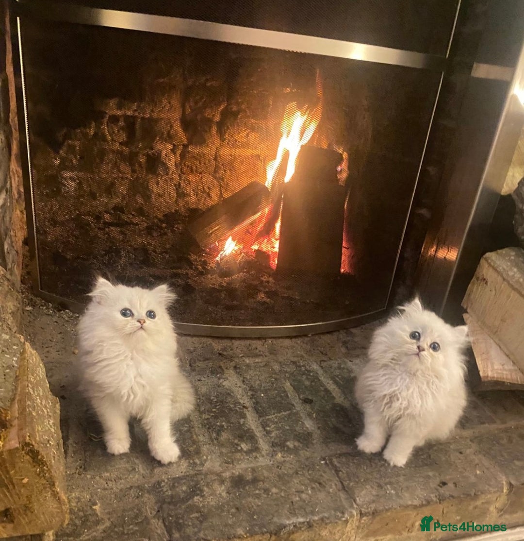 Persian cats for sale: Persian Chinchilla silver shadow 🎀🧢 - Advert 5