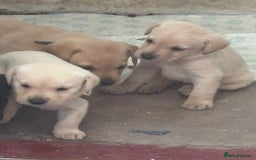 Labrador Retriever dogs for sale:  labrador retriever pups - Image 29