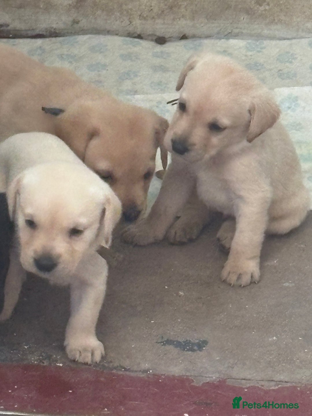 Labrador Retriever dogs for sale:  labrador retriever pups - Image 29