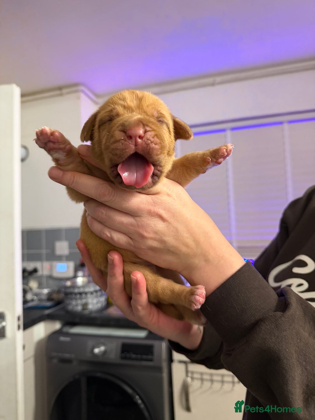 Dogue De Bordeaux dogs for sale: Beautiful Dogue De Bordeaux Puppies - Advert 2