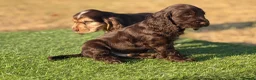 Cocker Spaniel dogs for sale: Beautiful top quality show type cocker spaniel  - Advert 5