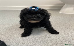 Cavapoo dogs for sale: 1 lonely girl still on the search for her home - Image 7