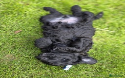 Australian Labradoodle dogs for sale: Reduced-Multigen Aussie Labradoodles curly/nonshed - Image 28