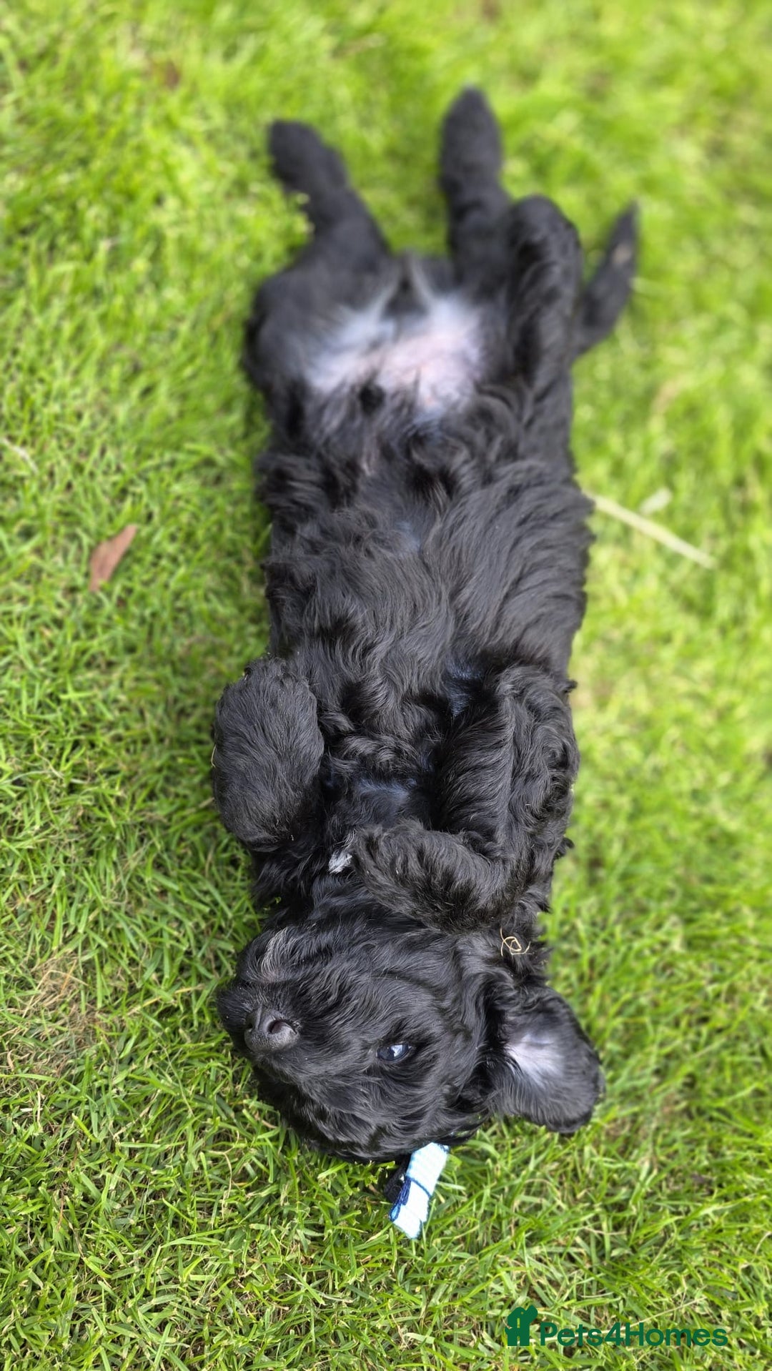 Australian Labradoodle dogs for sale: Reduced-Multigen Aussie Labradoodles curly/nonshed - Image 28
