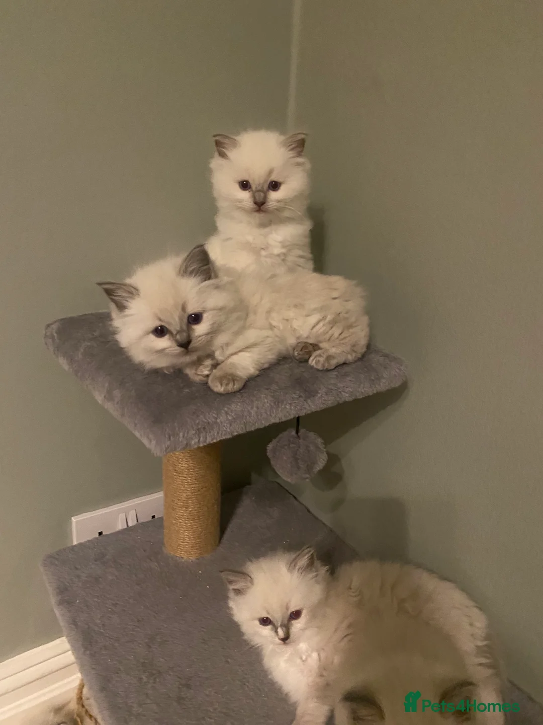 Ragdoll cats for sale: Gccf registered ragdoll kittens two litters  - Advert 2