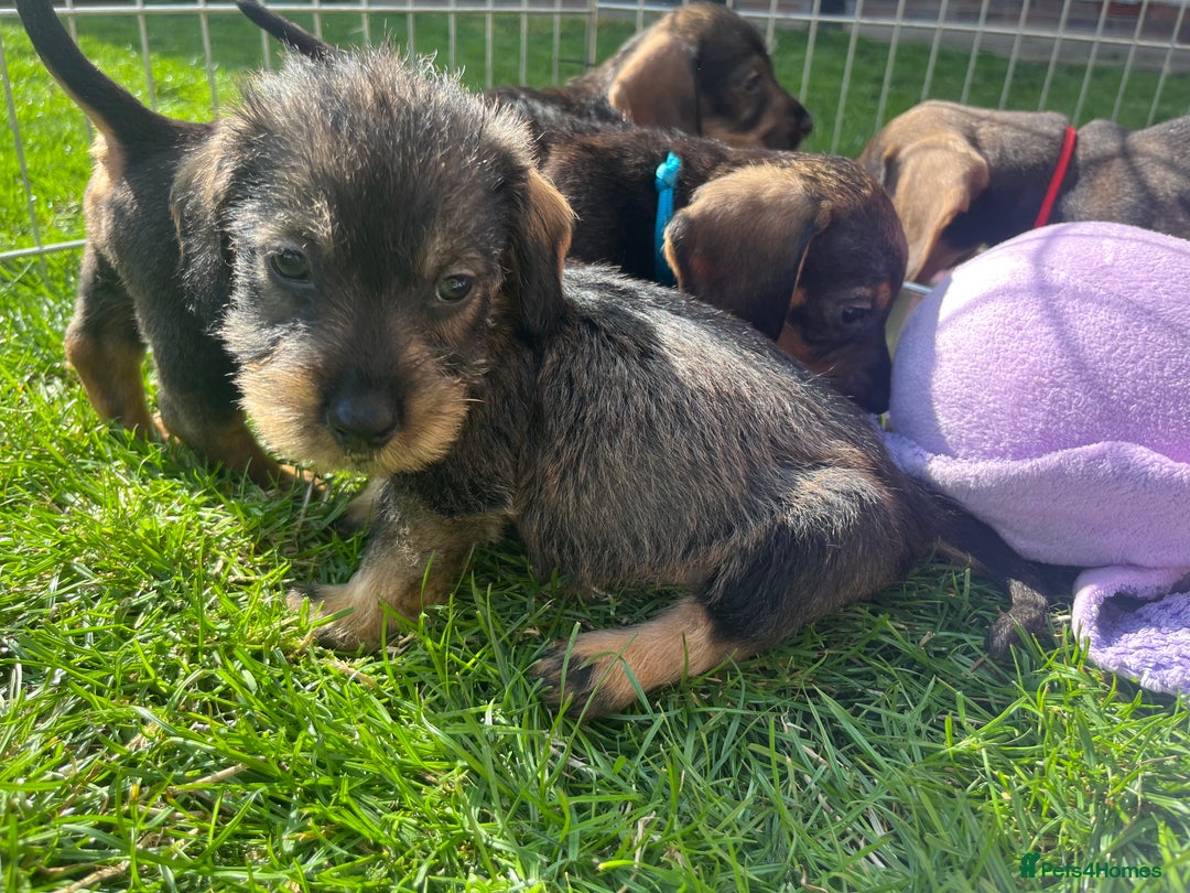 Dachshund dogs for sale: wirehaired dachshunds (teckels) - Image 36