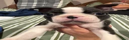 Boston Terrier dogs for sale: Kc reg Boston terriers - 1 stunning girl available - Advert 5