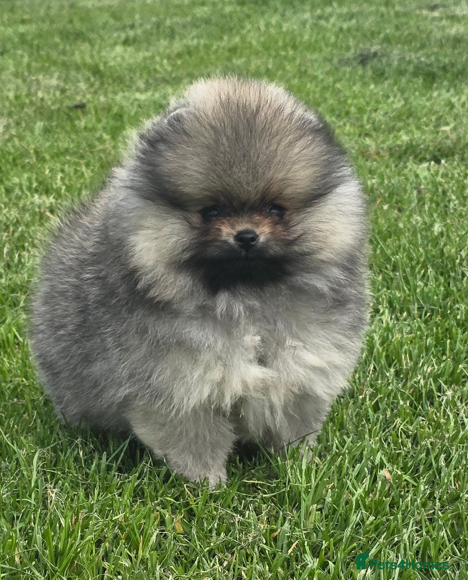 Pomeranian dogs *Beautiful pedegree pomeranian pups* - Advert 10