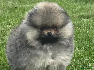 Pomeranian dogs *Beautiful pedegree pomeranian pups* - Advert 10
