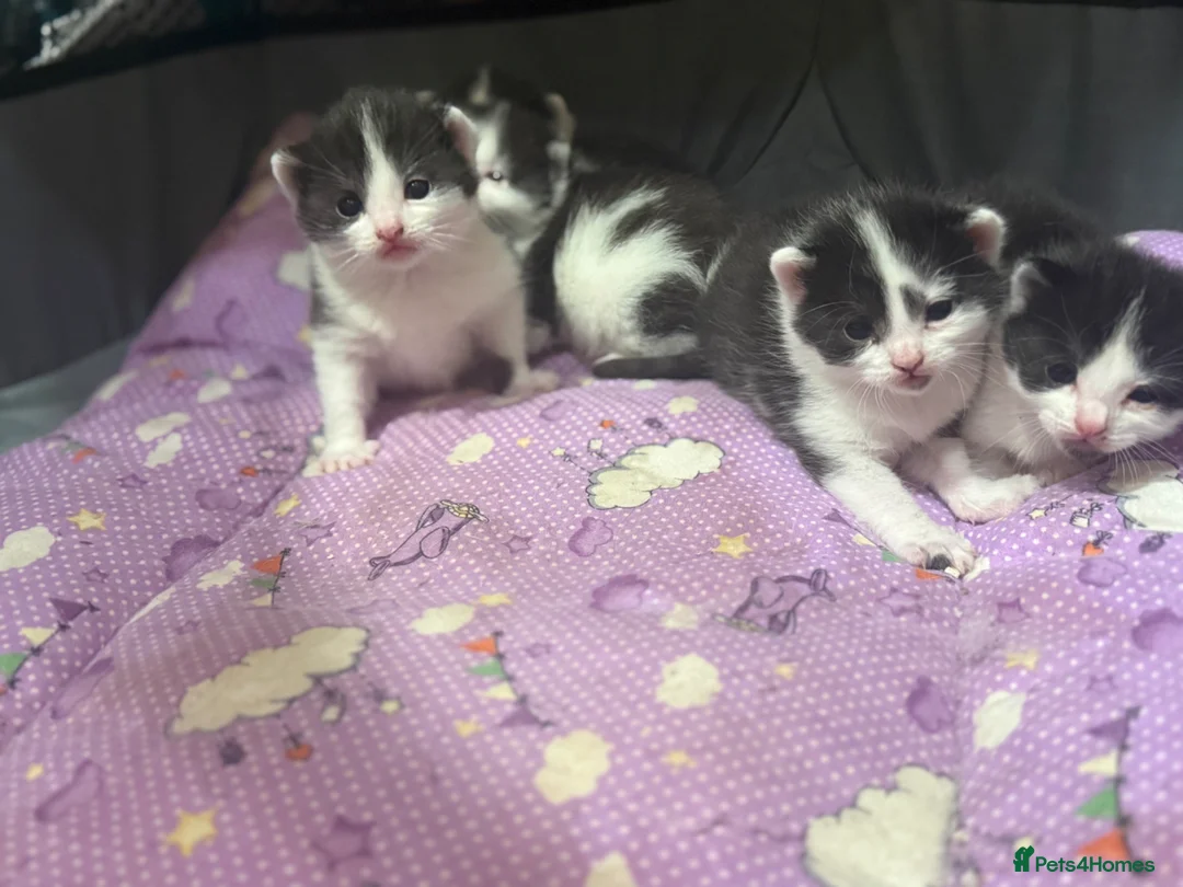 Mixed Breed cats for sale: 5 adorable kitties ready in 3-4 weeks time  - Advert 12