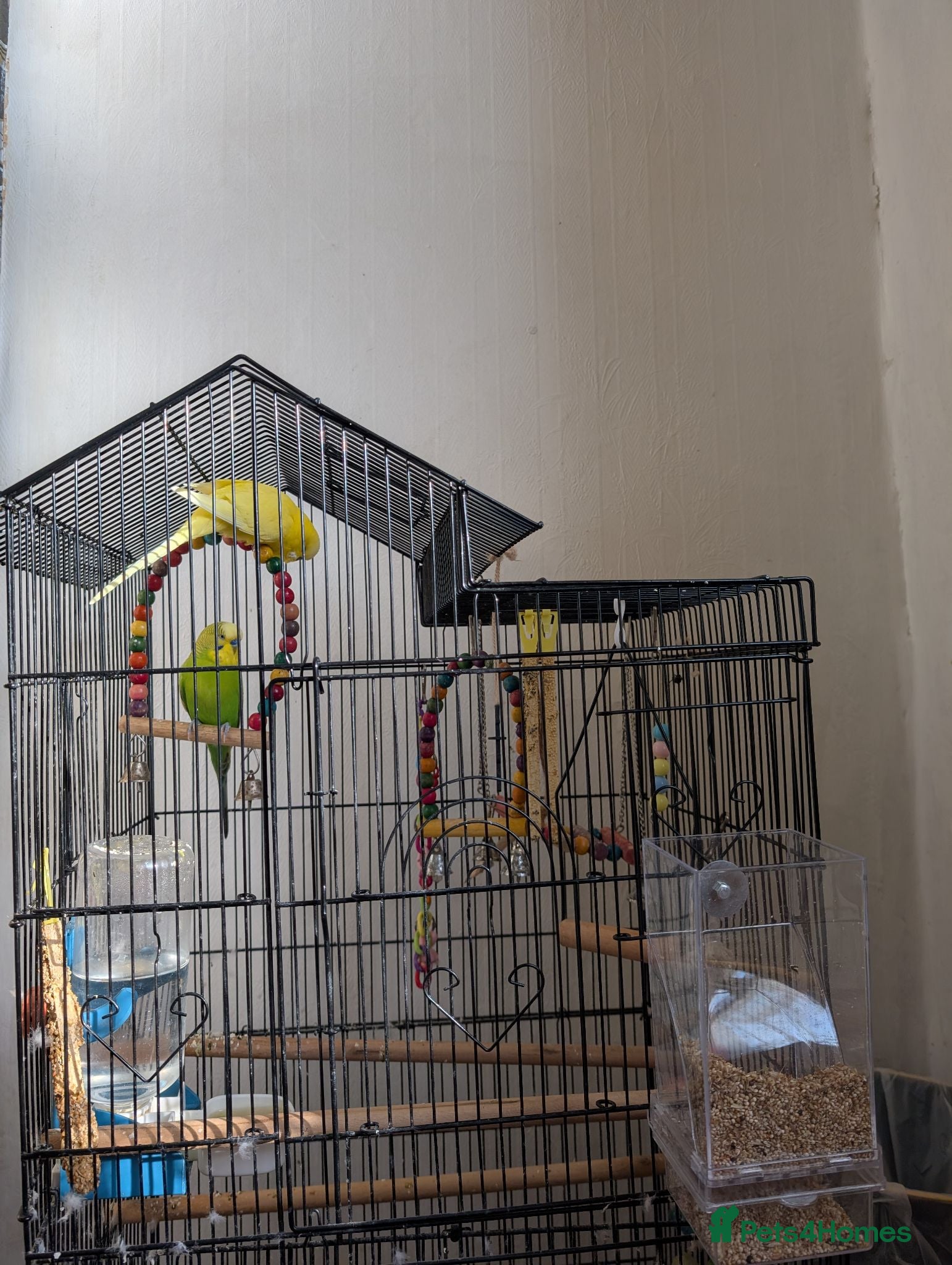 Budgerigars birds Beautiful Budgies Seeking Their Forever Home - Advert 1