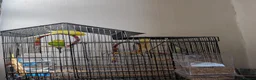 Budgerigars birds for sale: 2 Beautiful Budgies with Cage & Toys - Advert 1