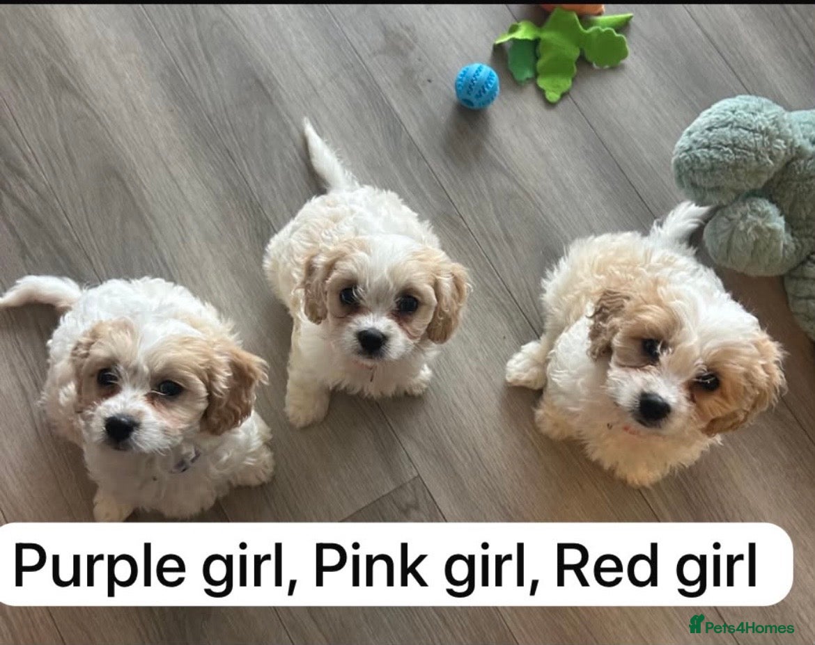 Cavapoo dogs F1 Girl Cavapoo’s ready for new homes  - Advert 2