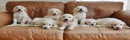 Golden Retriever dogs for sale: Quality Health Tested KC Golden Retrievers - Advert 1