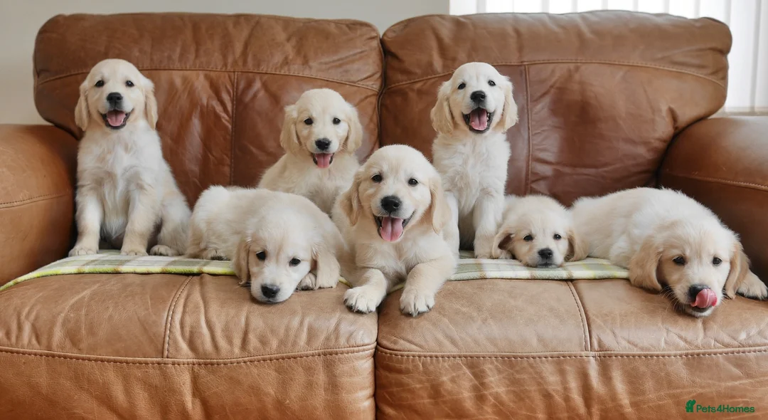Golden Retriever dogs for sale: Quality Health Tested KC Golden Retrievers - Advert 1