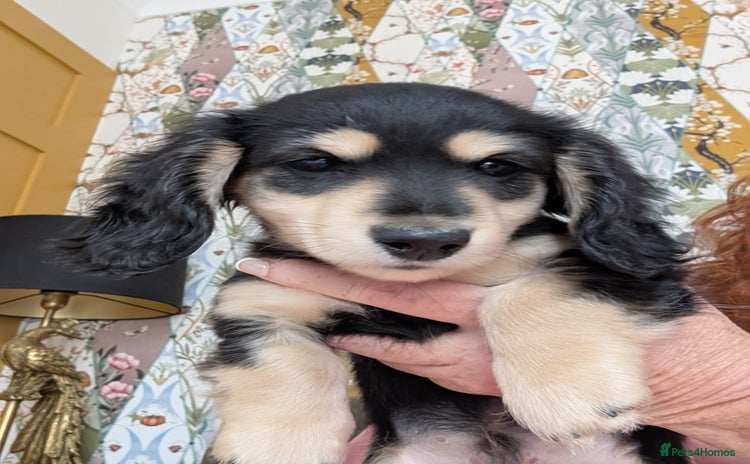 Miniature Dachshund dogs - Advert 1
