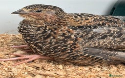 Quail poultry for sale: 4 1/2 week old mix of coturnix quails - Image 10