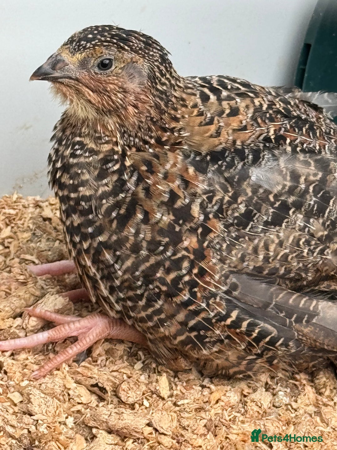 Quail poultry for sale: 4 1/2 week old mix of coturnix quails - Image 10