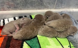 Scottish Fold cats for sale: Beautiful Scottish fold/straight lilac kittens  - Image 4