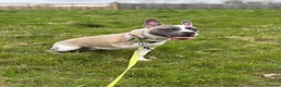 Mixed Breed dogs for adoption: Max Frenchbulldog x Staffy / Tripod dog  - Advert 3