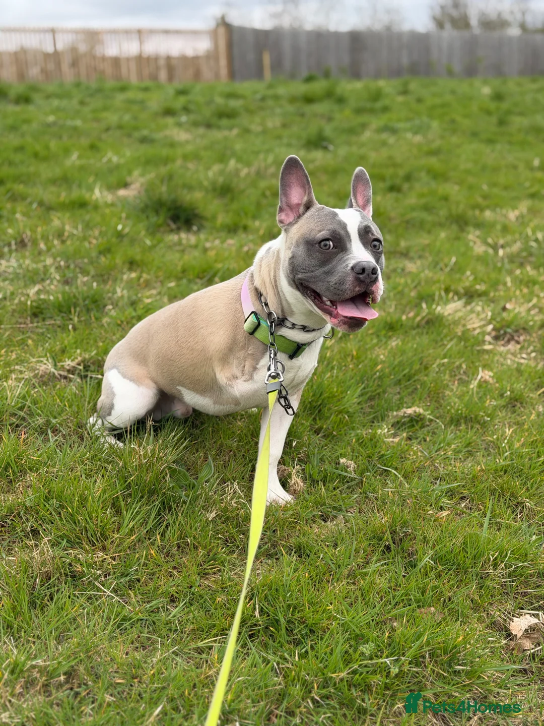 Mixed Breed dogs for adoption: Max Frenchbulldog x Staffy / Tripod dog  - Advert 3