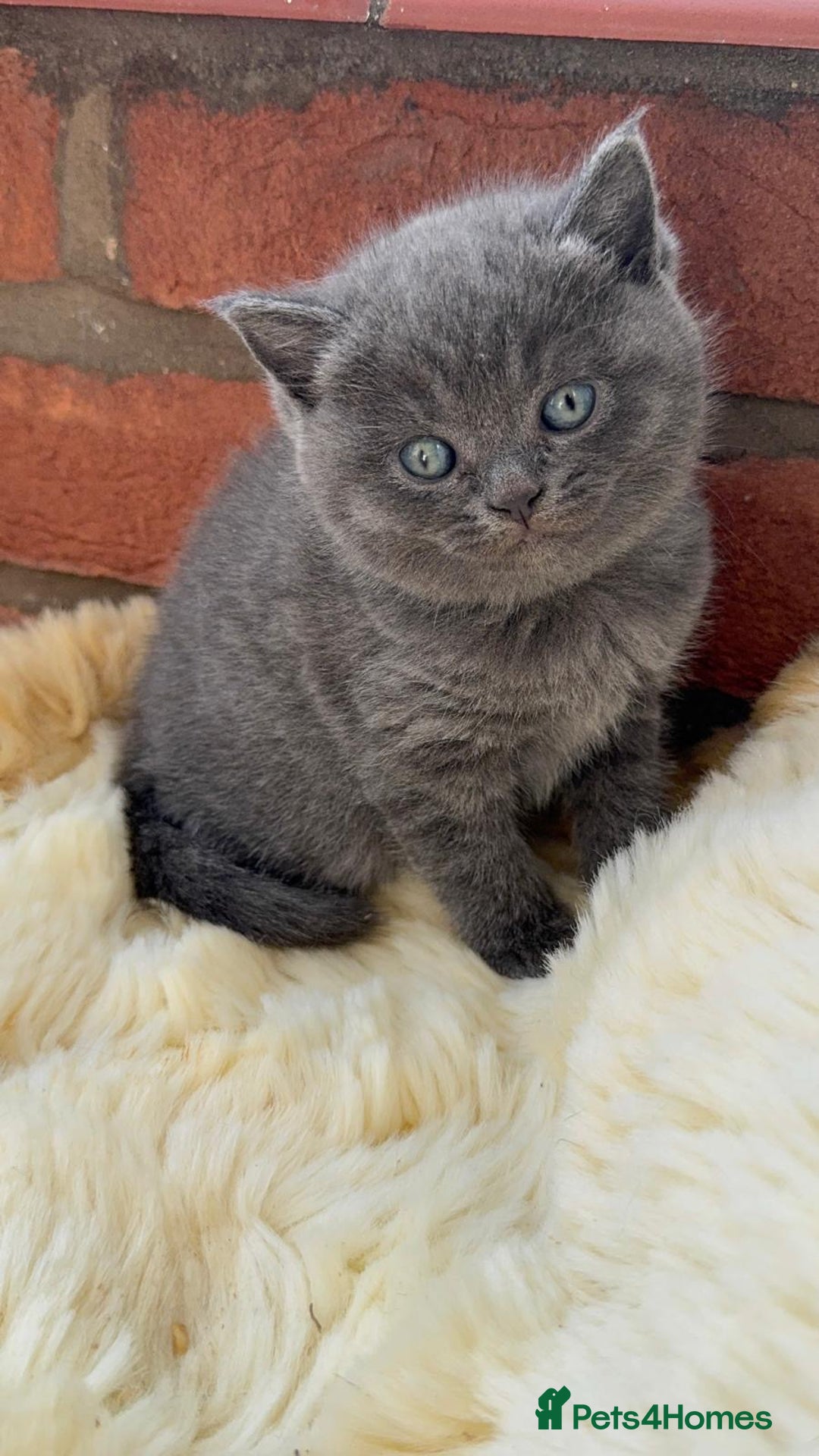 British Shorthair cats for sale: British Short Hair Kittens  - Image 6