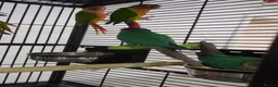 Conures birds for sale: Pineapple and cinnamon baby conures  - Advert 5