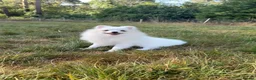 Pomeranian dogs for sale: Very tiny white Pomeranian female 7month old - Advert 10
