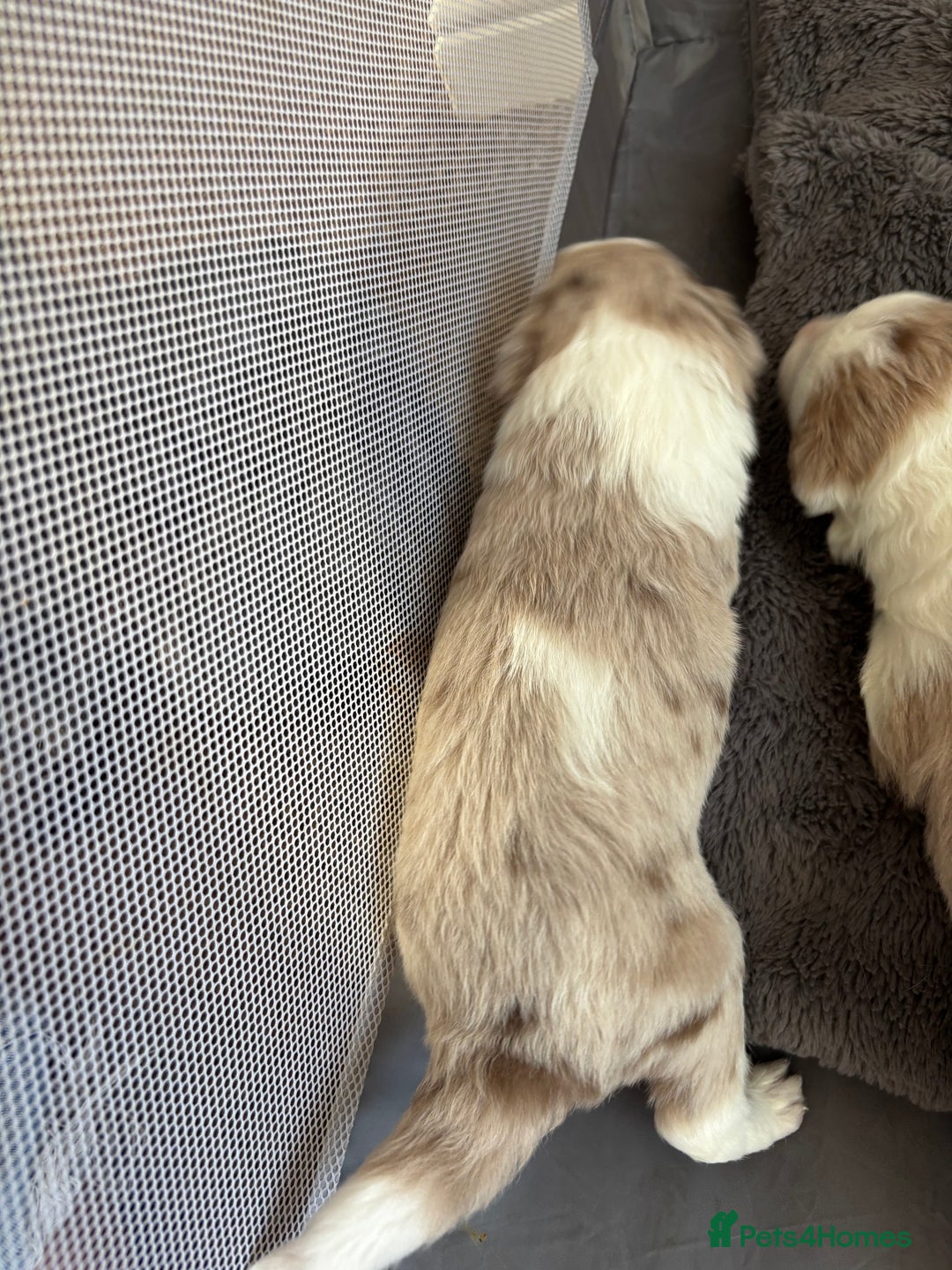 Border Collie dogs for sale: Only one girl left. - Image 19