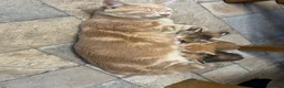 Mixed Breed cats for sale: Adorable farm kittens for sale - Advert 3