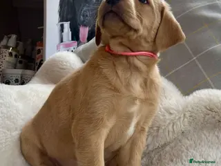 Labrador Retriever dogs KC reg fox red Labradors - Advert 3