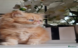 Persian cats for sale: Beautiful persian kittens  - Image 5