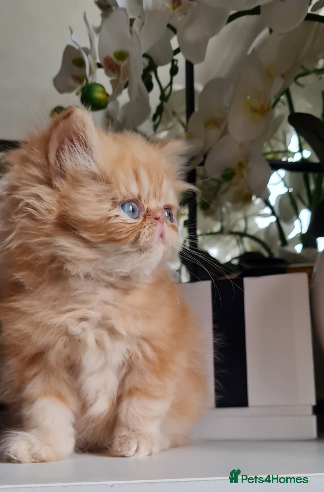 Persian cats for sale: Beautiful persian kittens  - Image 5