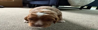 Cocker Spaniel Puppy 3