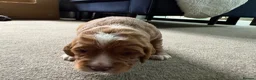 Cocker Spaniel dogs for sale: KC Reg Working Cocker Spaniel Puppies – Ready Soon - Advert 9