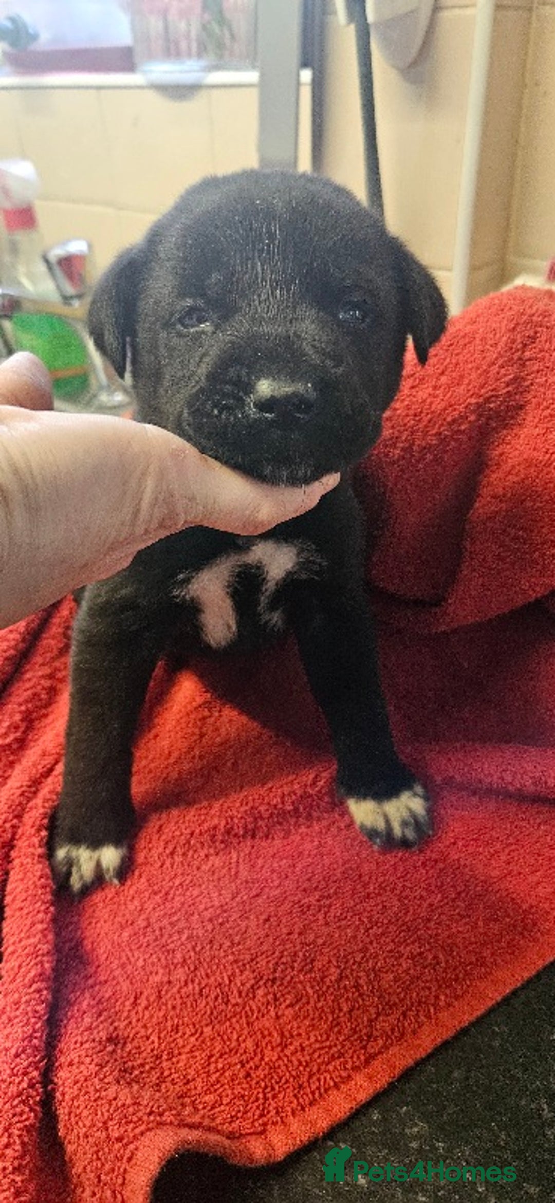 Mixed Breed dogs for sale: Huge American akita x cane corso pups - Advert 9