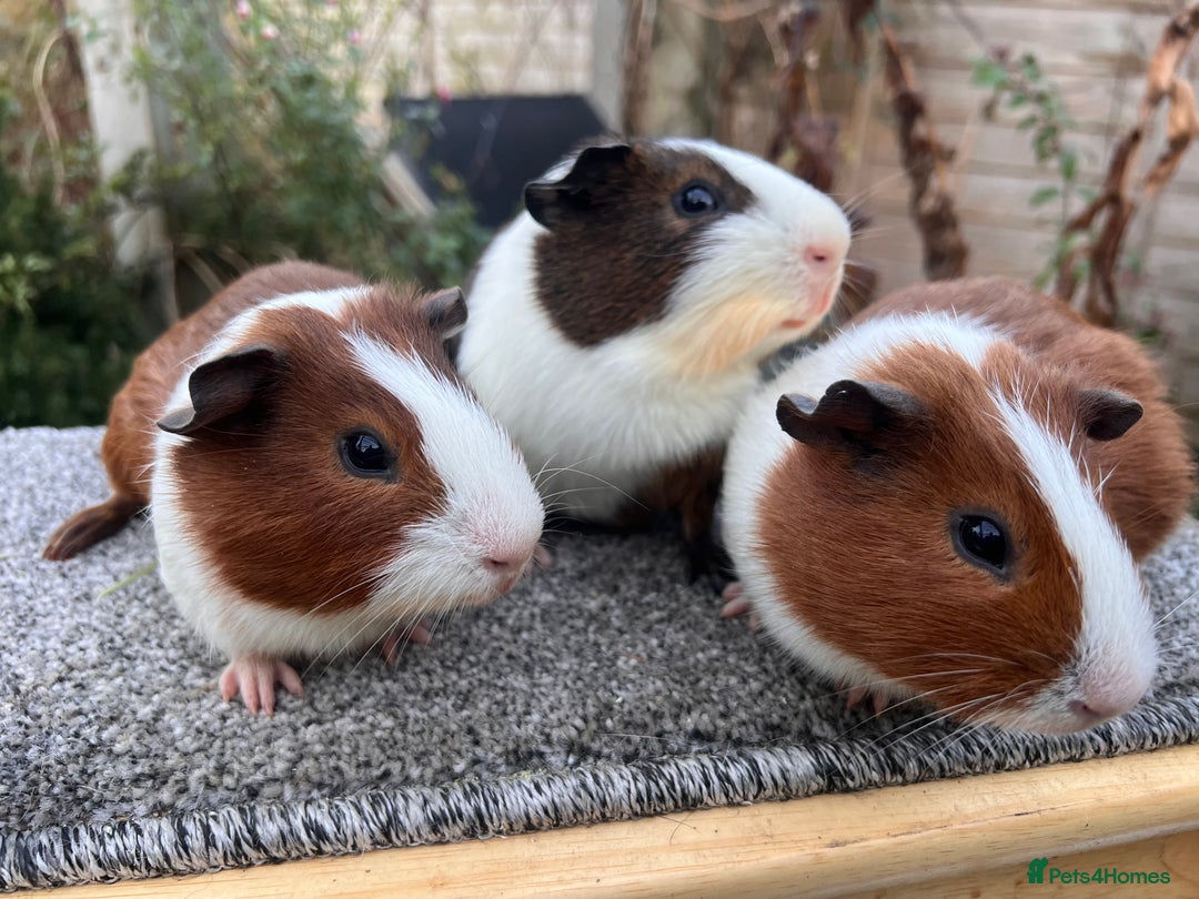 Guinea Pig rodents for sale: Bonded male Dutch guinea pigs - Advert 3