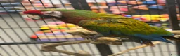 Macaws birds for sale: Gorgeous Shamrock Macaw  - Advert 2