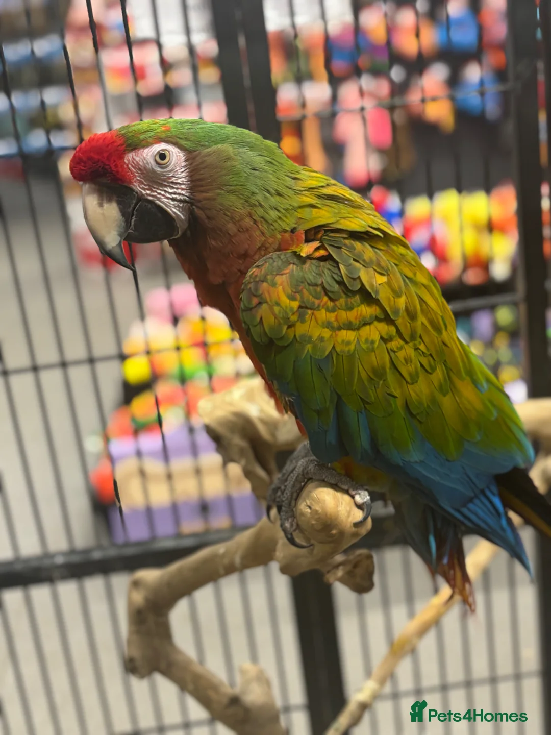Macaws birds for sale: Gorgeous Shamrock Macaw  - Advert 2