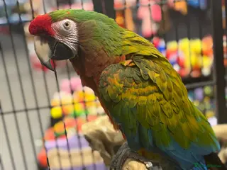 Macaws birds for sale: Gorgeous Shamrock Macaw - Advert 2
