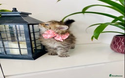Ragdoll cats for sale: Ragdoll X British  - Image 4