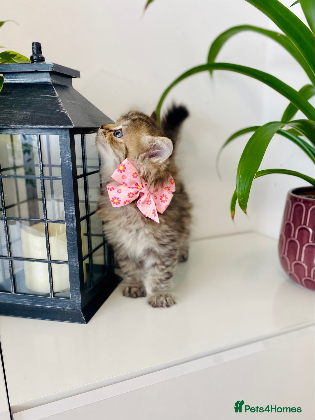 Ragdoll cats for sale: Ragdoll X British  - Image 4