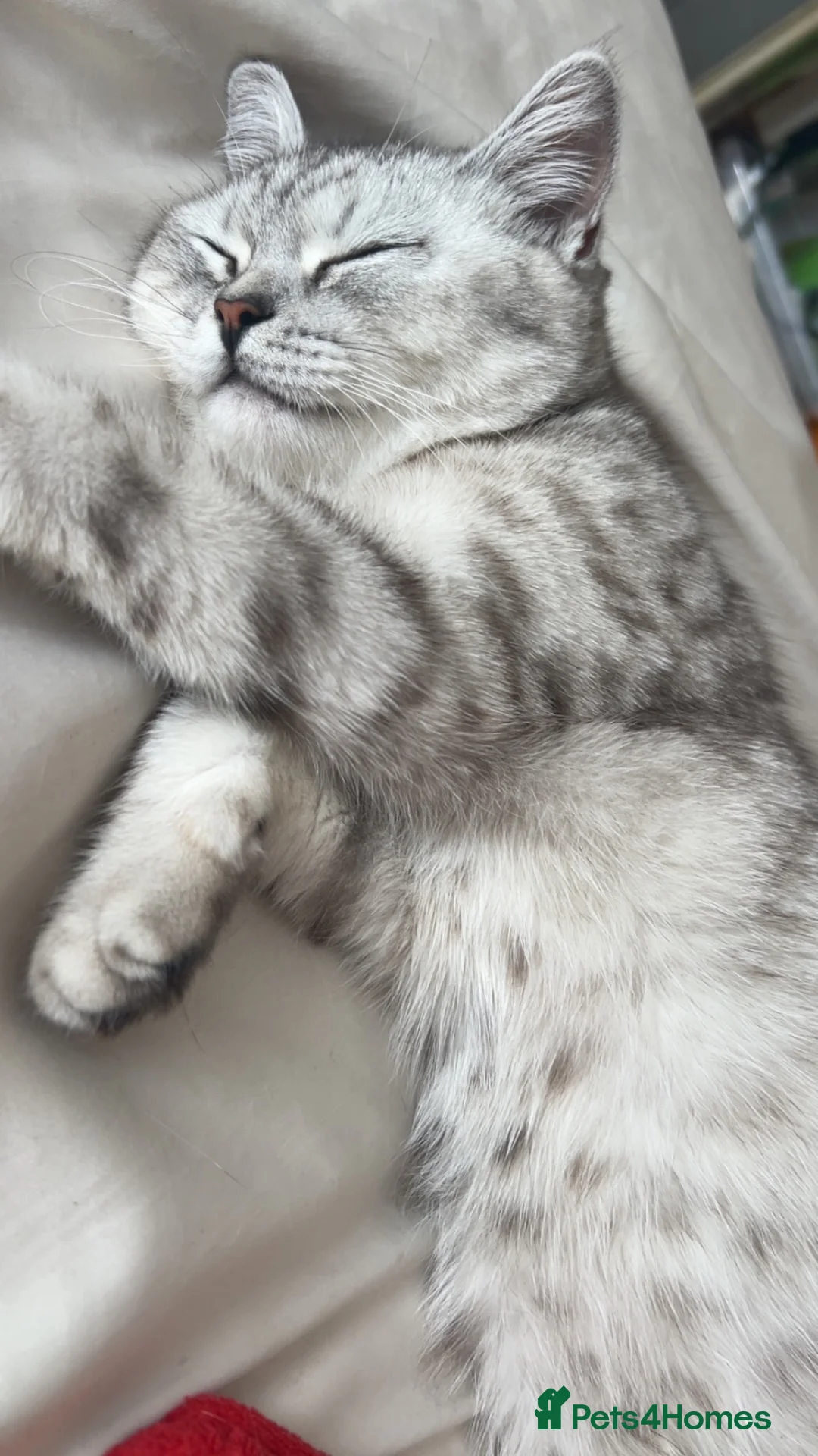 British Shorthair cats for sale: british shorthair kittys ✨ in Romford - Advert 12