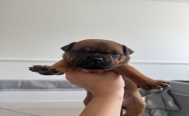 Staffordshire Bull Terrier dogs - Advert 4