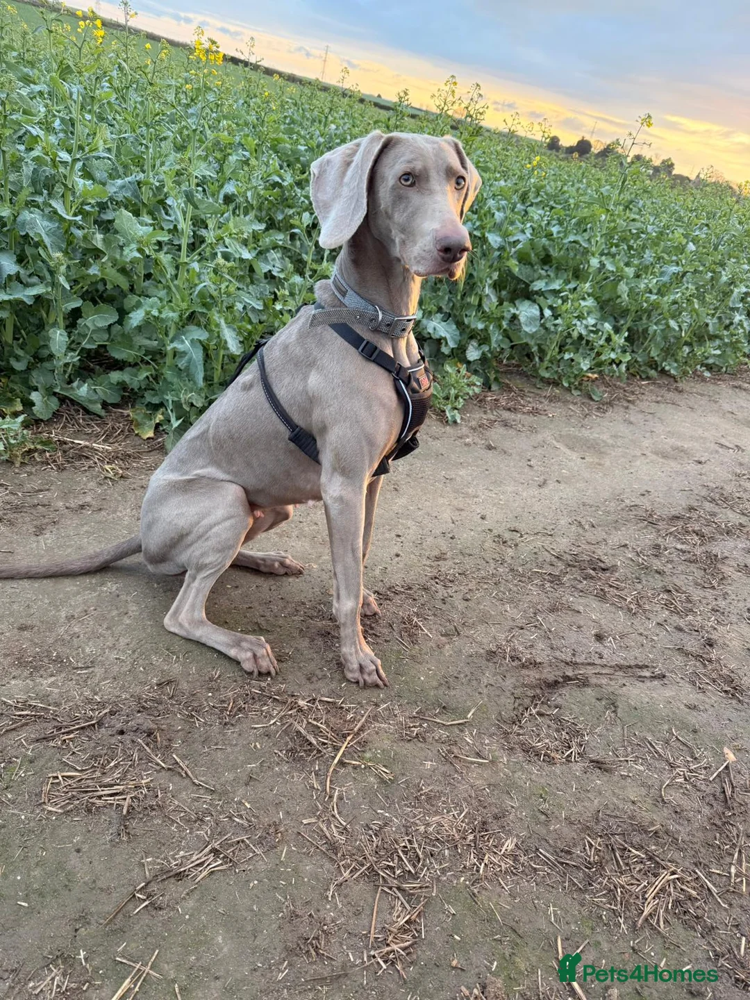 Weimaraner dogs for sale: Belle - Advert 2