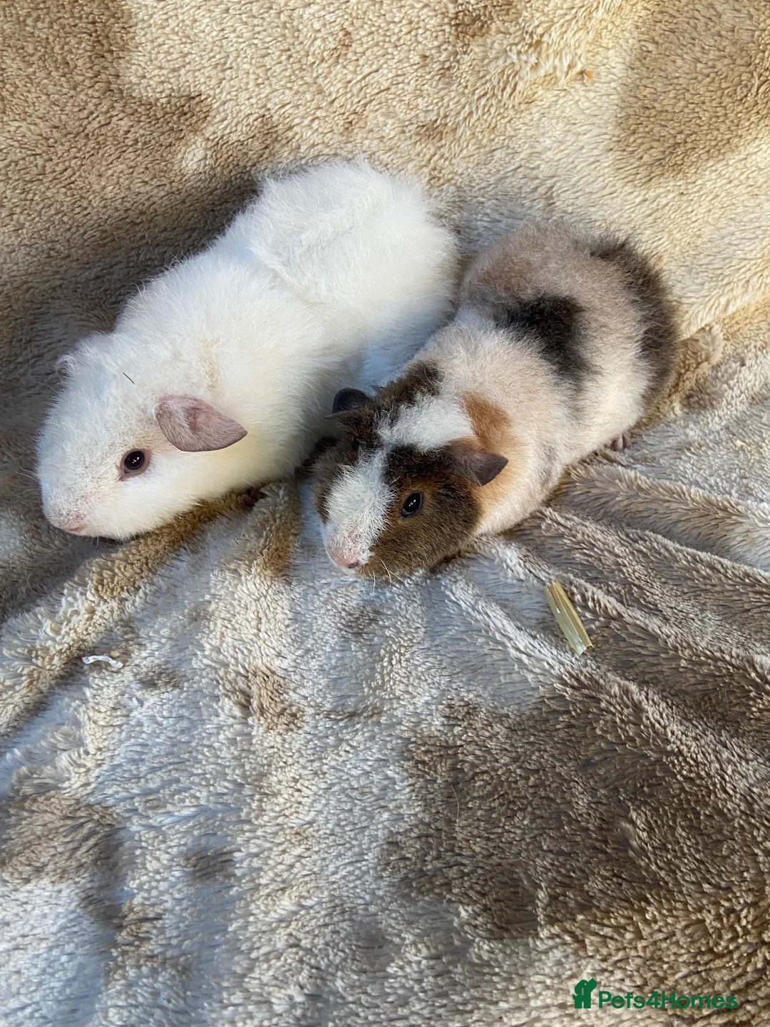 Guinea Pig rodents for sale: For Sale Baby Male Teddy Guinea Pigs  - Advert 2
