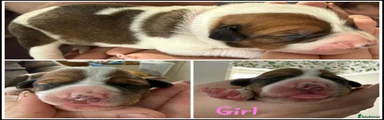 Mixed Breed Dark pink Collar